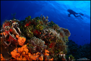 Ein Taucher im Wasser mit einem Korallenriff vorne und Fischen dahinter, mit Text unten im Bild.