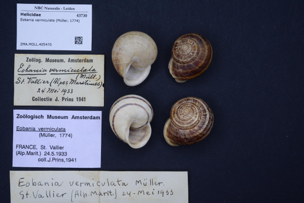 Four different snails on a black surface with two text papers and a barcode beside them, referencing the species *Eobania vermiculata* found in the Netherlands.