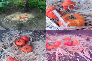 Ein Collage-Bild mit auf einem Rasen verteilten Pumpkins und Stroh, Büschen und einem Netz im Hintergrund.