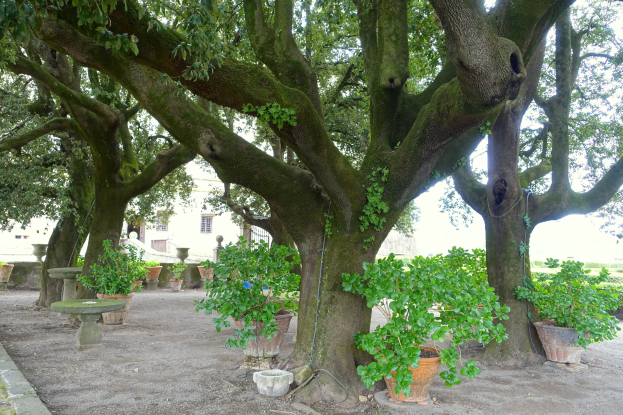 Ein großer Baum steht in einem Park mit grünem Gras, umgeben von Topfpflanzen und einem Gebäude im Hintergrund.