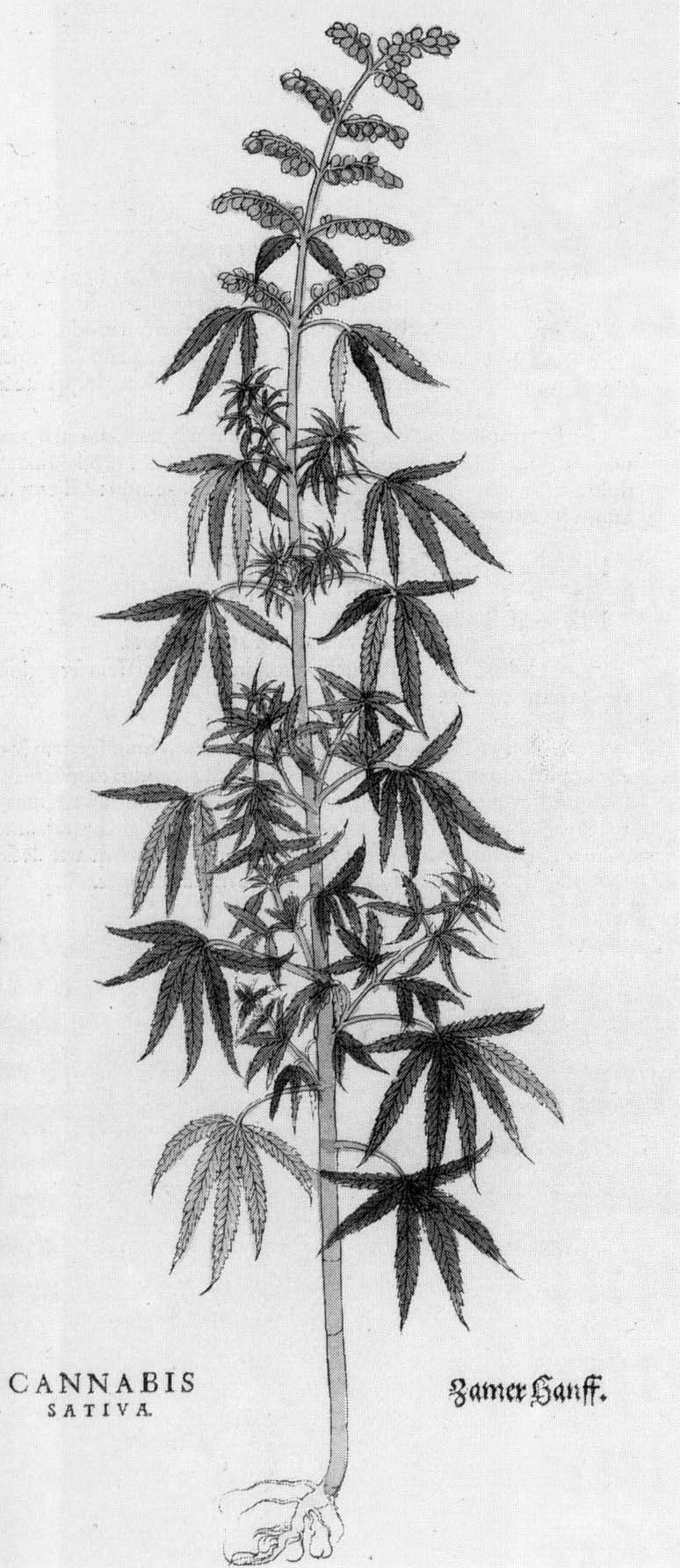 Drei Männer festgenommen wegen Cannabis-Anbau