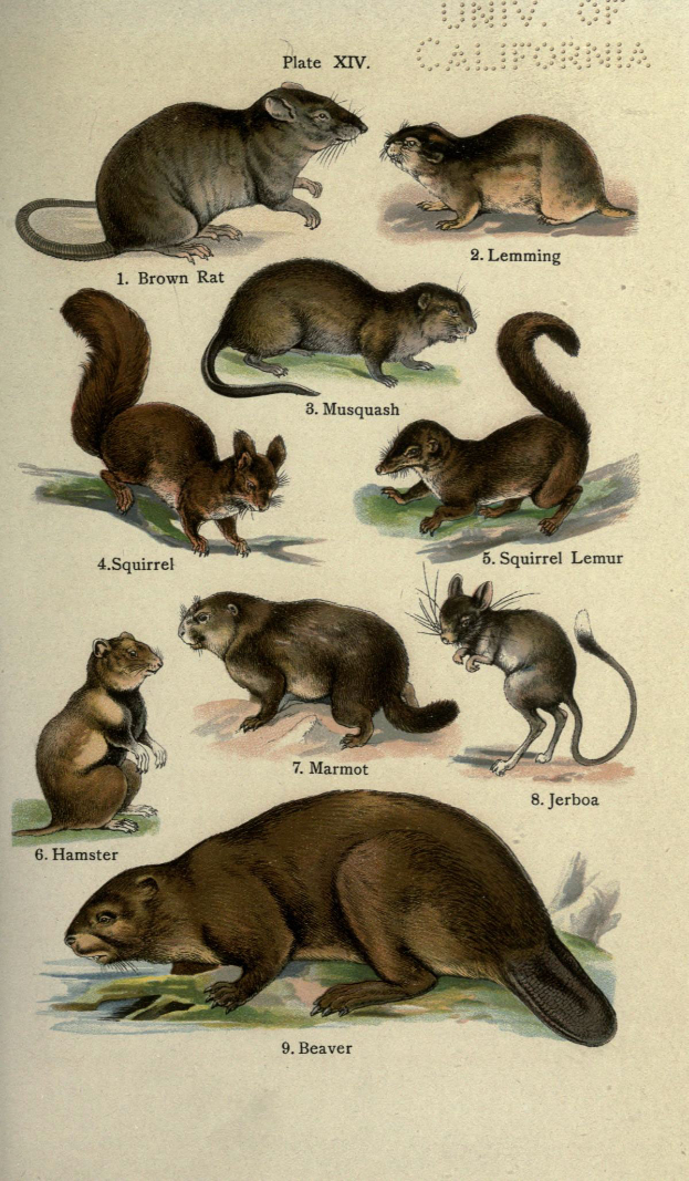 Ein Plakat mit verschiedenen Tieren, darunter ein Biber, und begleitendem Text, der Informationen über die Tiere bereitstellt.