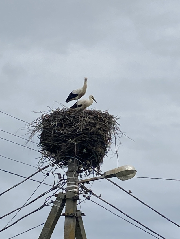 Zwei Weißstörche auf einem Nest auf einer Stromleitung, mit einer Straßenlaterne, die sie beleuchtet, und Drähten, die an der Leitung entlanglaufen.