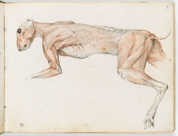 Ein detailliertes anatomisches Zeichnung eines Windhunds auf einem offenen Buch, das seine Muskeln, Kopf, Hals und Beine zeigt.