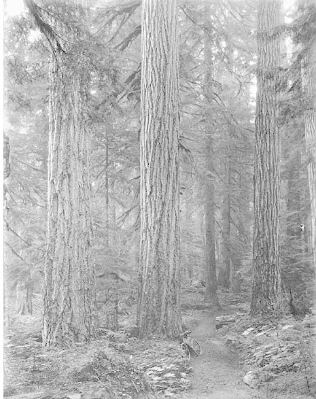 Schwarzes und weißes Foto eines Pfades, der sich durch einen Wald aus hohen Redwood-Bäumen schlängelt, mit einem Fahrrad, das am Weg geparkt ist, Äste, die sich zum Himmel strecken, und saftigem grünen Gras, das den Boden bedeckt; Text unten.