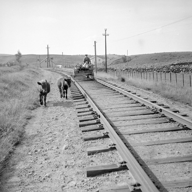 Schwarzes und weißes Foto von zwei Kühen, die auf den Eisenbahnschienen gehen, mit einer Person, die auf einem Fahrzeug in der Vordergrund sitzt, Gras und einem Zaun auf beiden Seiten der Schienen und Häusern, Bäumen, Pfählen und Himmel im Hintergrund.