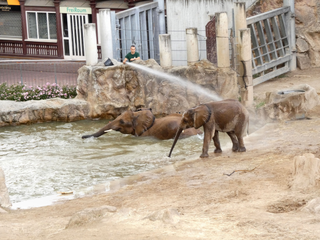 Zwei Elefanten planschen im Wasser in einem Zoo, mit einer Person in der Nähe, die sie besprüht, umgeben von Felsen, Pflanzen, einem Zaun, einem Gebäude mit Fenstern, einem Schild und einem Dach mit Deckenleuchten.