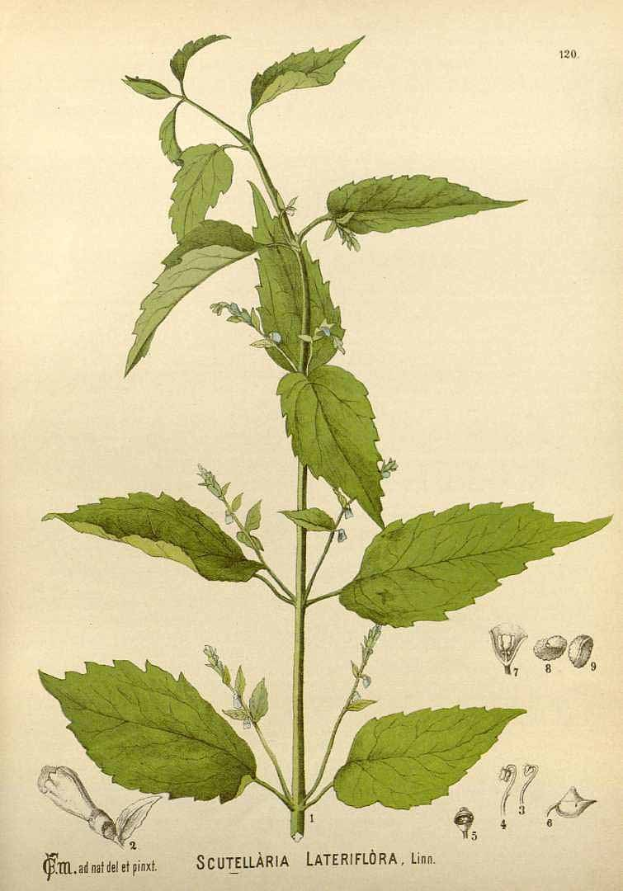 A vintage botanical illustration of Scutellaria lateriflora with green leaves and flowers, accompanied by additional plant-related text and images.