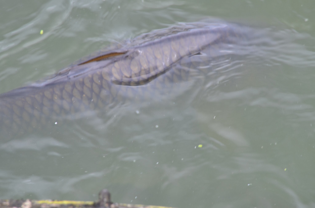 Großer Stör schwimmt in der Nähe eines Stegs mit einem undeutlichen Objekt am Boden des Bildes.