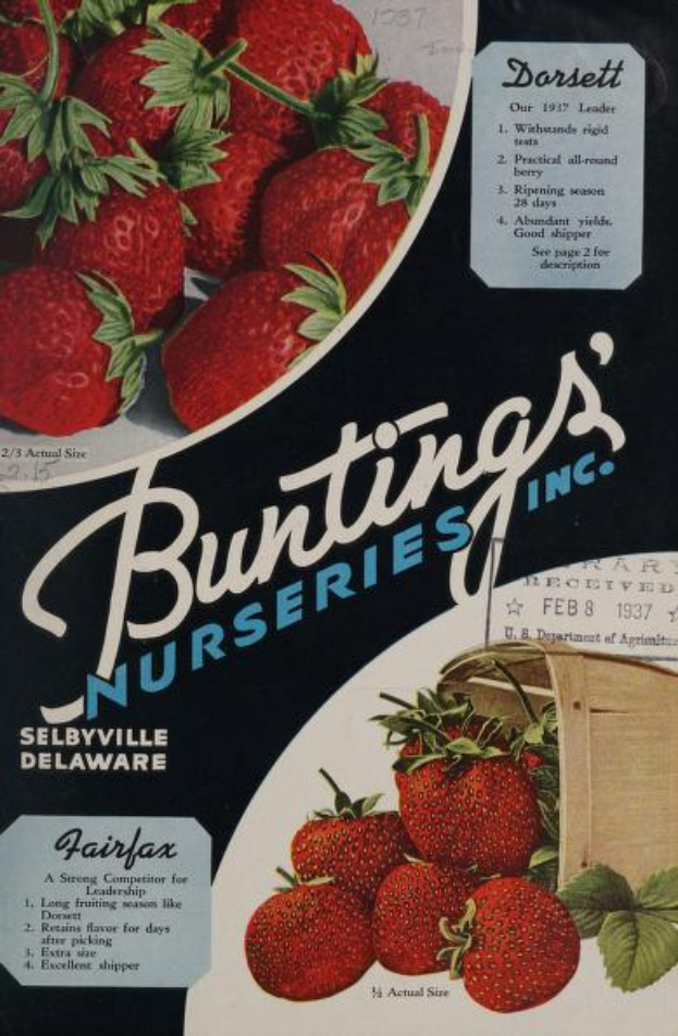 Eine Werbung aus dem Jahr 1937 für Bunting's Nurseries, Inc. mit einem überquellenden Korb voller reifer, roter Erdbeeren und dem Firmennamen in weißer, fetter Schrift auf einem dezenten Farbpalett aus Blautönen, Grüntönen und Gelbtönen.