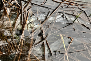 Ein Nahaufnahme eines klaren, stillen Teichs mit Schilf im Wasser und Eis auf der Oberfläche, der das Schilf und Eis spiegelt und eine friedliche Atmosphäre schafft.